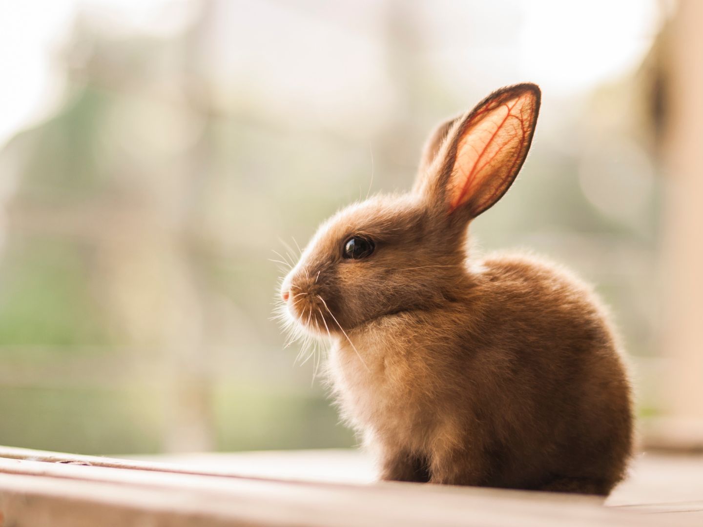 Pet Nutrition